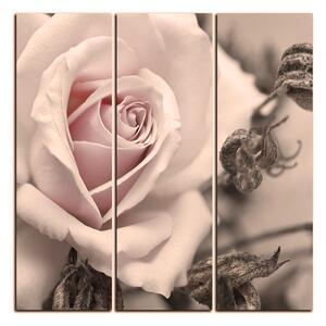 Slika na platnu - Ruža i suhe biljke - kvadrat 3225FB (75x75 cm)