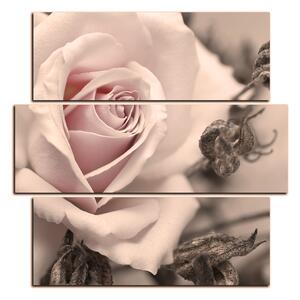 Slika na platnu - Ruža i suhe biljke - kvadrat 3225FD (75x75 cm)