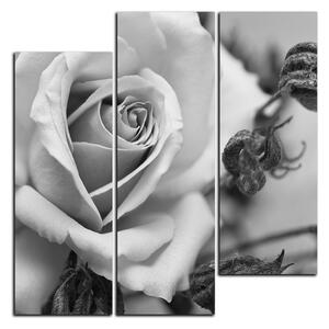 Slika na platnu - Ruža i suhe biljke - kvadrat 3225QC (75x75 cm)