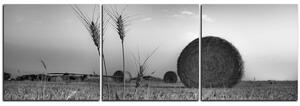 Slika na platnu - Stogovi sijena u polju - panorama 5211QB (150x50 cm)