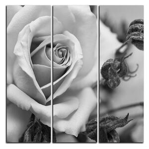 Slika na platnu - Ruža i suhe biljke - kvadrat 3225QB (75x75 cm)