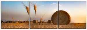 Slika na platnu - Stogovi sijena u polju - panorama 5211B (150x50 cm)