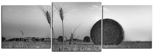 Slika na platnu - Stogovi sijena u polju - panorama 5211QD (150x50 cm)