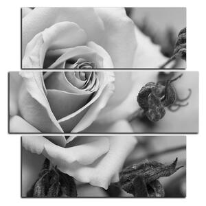 Slika na platnu - Ruža i suhe biljke - kvadrat 3225QD (75x75 cm)