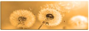 Slika na platnu - Maslačak na jutarnjem suncu - panorama 5214FA (105x35 cm)