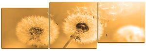 Slika na platnu - Maslačak na jutarnjem suncu - panorama 5214FE (90x30 cm)