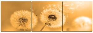 Slika na platnu - Maslačak na jutarnjem suncu - panorama 5214FB (90x30 cm)