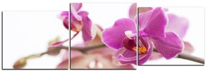 Slika na platnu - Cvijet orhideje izoliran na bijeloj pozadini - panorama 5222E (90x30 cm)