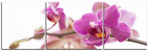 Slika na platnu - Cvijet orhideje izoliran na bijeloj pozadini - panorama 5222C (90x30 cm)