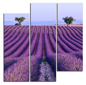Slika na platnu - Polje lavande ljeti - kvadrat 3234D (75x75 cm)