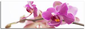 Slika na platnu - Cvijet orhideje izoliran na bijeloj pozadini - panorama 5222A (105x35 cm)