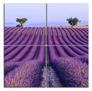 Slika na platnu - Polje lavande ljeti - kvadrat 3234E (60x60 cm)