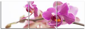 Slika na platnu - Cvijet orhideje izoliran na bijeloj pozadini - panorama 5222B (90x30 cm)