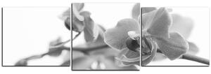 Slika na platnu - Cvijet orhideje izoliran na bijeloj pozadini - panorama 5222QD (90x30 cm)