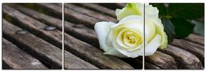 Slika na platnu - Bijela ruža na klupi - panorama 5224C (150x50 cm)
