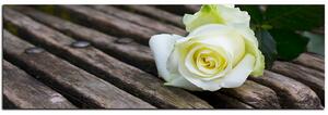 Slika na platnu - Bijela ruža na klupi - panorama 5224A (105x35 cm)