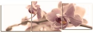 Slika na platnu - Cvijet orhideje izoliran na bijeloj pozadini - panorama 5222FE (150x50 cm)