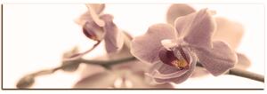 Slika na platnu - Cvijet orhideje izoliran na bijeloj pozadini - panorama 5222FA (105x35 cm)