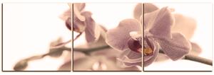 Slika na platnu - Cvijet orhideje izoliran na bijeloj pozadini - panorama 5222FB (90x30 cm)