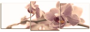 Slika na platnu - Cvijet orhideje izoliran na bijeloj pozadini - panorama 5222FD (150x50 cm)
