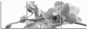 Slika na platnu - Cvijet orhideje izoliran na bijeloj pozadini - panorama 5222QC (90x30 cm)