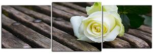 Slika na platnu - Bijela ruža na klupi - panorama 5224D (150x50 cm)