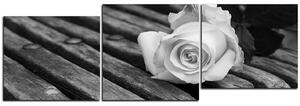 Slika na platnu - Bijela ruža na klupi - panorama 5224QE (150x50 cm)