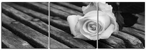 Slika na platnu - Bijela ruža na klupi - panorama 5224QB (90x30 cm)