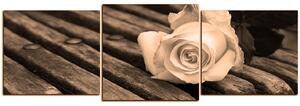 Slika na platnu - Biela ruža na lavici - panoráma 5224FD (120x40 cm)