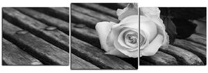 Slika na platnu - Bijela ruža na klupi - panorama 5224QD (150x50 cm)