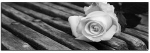 Slika na platnu - Bijela ruža na klupi - panorama 5224QA (105x35 cm)