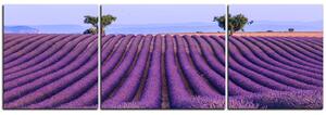 Slika na platnu - Polje lavande ljeti - panorama 5234C (150x50 cm)
