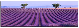 Slika na platnu - Polje lavande ljeti - panorama 5234A (105x35 cm)