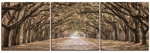 Slika na platnu - Povijesni hrastovi obrubljeni zemljanom cestom - panorama 5239FB (150x50 cm)
