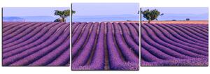 Slika na platnu - Polje lavande ljeti - panorama 5234D (90x30 cm)