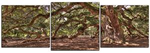 Slika na platnu - Prastari živi hrast - panorama 5238D (90x30 cm)