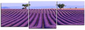 Slika na platnu - Polje lavande ljeti - panorama 5234E (90x30 cm)