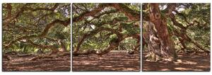 Slika na platnu - Prastari živi hrast - panorama 5238B (150x50 cm)