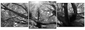 Slika na platnu - Sunce kroz grane drveća - panorama 5240QD (90x30 cm)