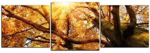 Slika na platnu - Sunce kroz grane drveća - panorama 5240D (150x50 cm)