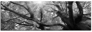 Slika na platnu - Sunce kroz grane drveća - panorama 5240QA (105x35 cm)