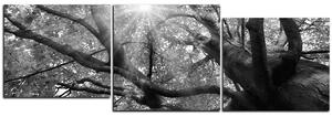 Slika na platnu - Sunce kroz grane drveća - panorama 5240QE (90x30 cm)