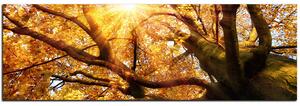 Slika na platnu - Sunce kroz grane drveća - panorama 5240A (105x35 cm)