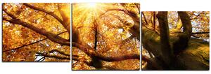 Slika na platnu - Sunce kroz grane drveća - panorama 5240E (150x50 cm)
