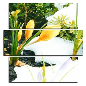 Slika na platnu - Rano proljetno cvijeće - kvadrat 3242D (75x75 cm)