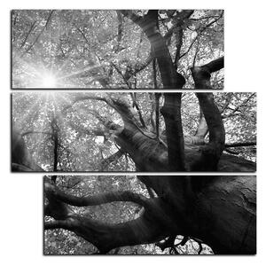 Slika na platnu - Sunce kroz grane drveća - kvadrat 3240QD (75x75 cm)
