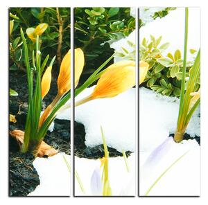 Slika na platnu - Rano proljetno cvijeće - kvadrat 3242B (75x75 cm)