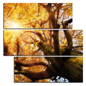 Slika na platnu - Sunce kroz grane drveća - kvadrat 3240D (75x75 cm)
