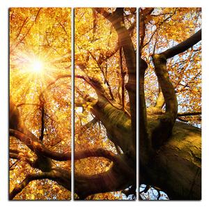 Slika na platnu - Sunce kroz grane drveća - kvadrat 3240B (75x75 cm)