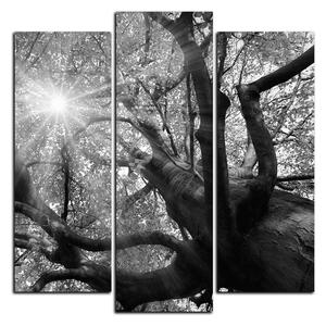 Slika na platnu - Sunce kroz grane drveća - kvadrat 3240QC (75x75 cm)